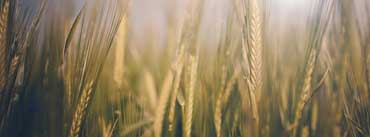 Wheat Spikelets Close Up Cover Photo