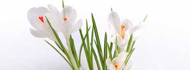 White Crocus In The Snow Cover Photo