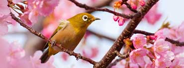 Yellow Bird On A Cherry Blossom Tree Branch Cover Photo