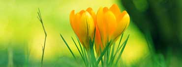 Yellow Crocus Flowers Cover Photo