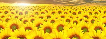 Sunflowers Field Cover Photo