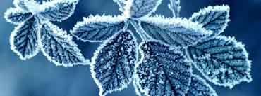 Frozen Leaves Cover Photo