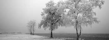 Frozen Trees Cover Photo