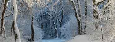 Into The Forest Winter Cover Photo