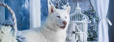 White Husky Cover Photo