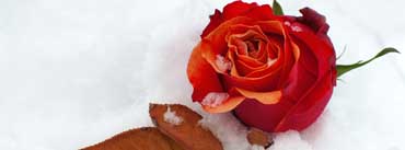 Winter Rose Cover Photo