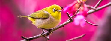 Spring Yellow Bird Cover Photo