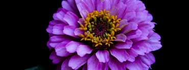 Black And Colorful Flower Cover Photo