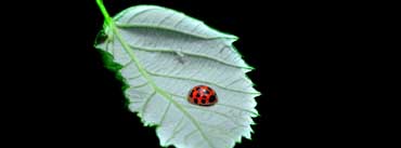 Fomef Ladybird Cover Photo