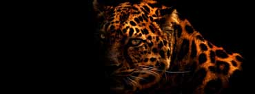 Cheetah Cover Photo