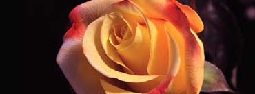 Beautyful Rose Cover Photo