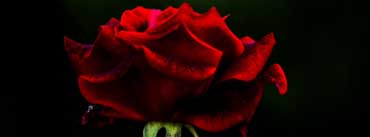 Red Rose Flower Cover Photo