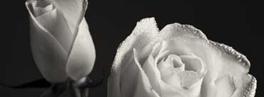 White Roses Cover Photo