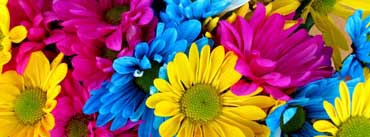 Colorful Daisies Cover Photo