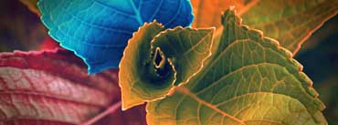 Colorful Plant Cover Photo