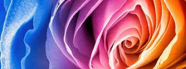 Rainbow Rose Cover Photo