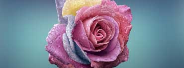 Colorful Rose Cover Photo