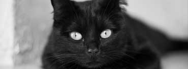 Black And White Cat Cover Photo