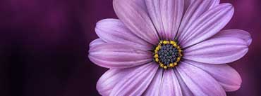 Purple Daisy Flower Cover Photo