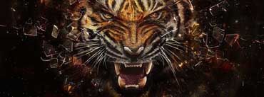 Tiger Backgrounds Cover Photo