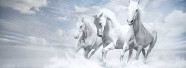 White Horses Cover Photo
