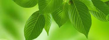 Green Leaves Cover Photo