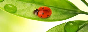 Ladybird Cover Photo