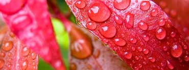 Raindrops Red Leaf Cover Photo