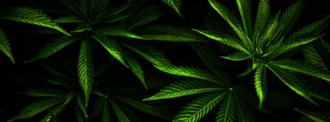 Weed Cover Photo