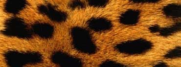 Cheetah Fur Cover Photo