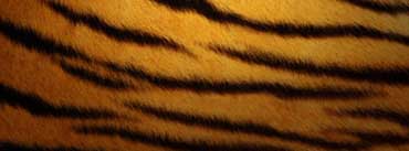 Tiger Skin Cover Photo