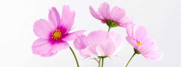 Cosmos Flowers Cover Photo