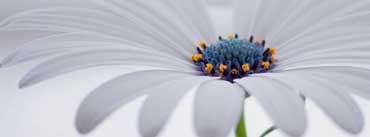 White Osteospermum Flower Cover Photo