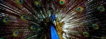 Beautiful Blue Peacock Cover Photo