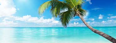 Palm Tree Beach Cover Photo