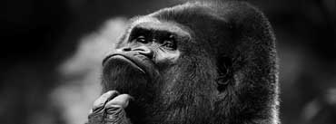 Thoughtful Gorilla Bw Cover Photo