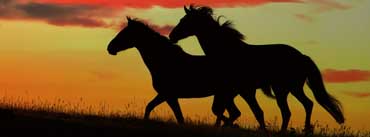 Black Horses Running Cover Photo