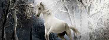 White Horse Snowy Tree Cover Photo