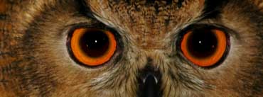 Wise Owl Cover Photo