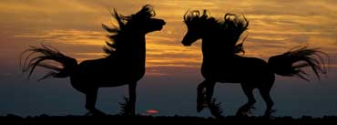 Two Horses Facing Each Other Cover Photo