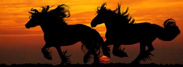 Horses Running Sunset Cover Photo