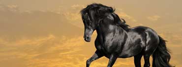 Black Horse Running Cover Photo
