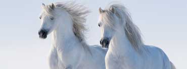 Two White Horses Cover Photo