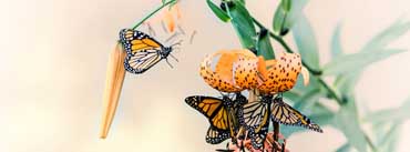 Monarch Butterflies Cover Photo