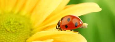 Ladybug On Yellow Flower Cover Photo