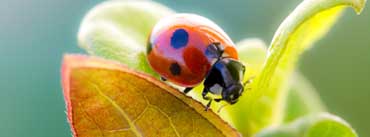 Ladybug On Leaf Cover Photo