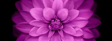 Apple Ios Flower Purple Cover Photo