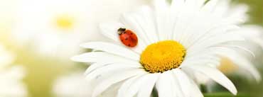 Ladybug On A Daisy Cover Photo