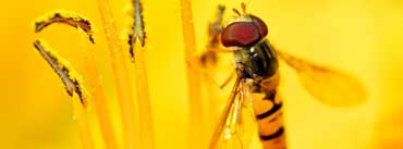 Hoverflies Cover Photo