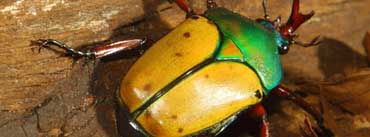 Yellow Green Beetle Cover Photo